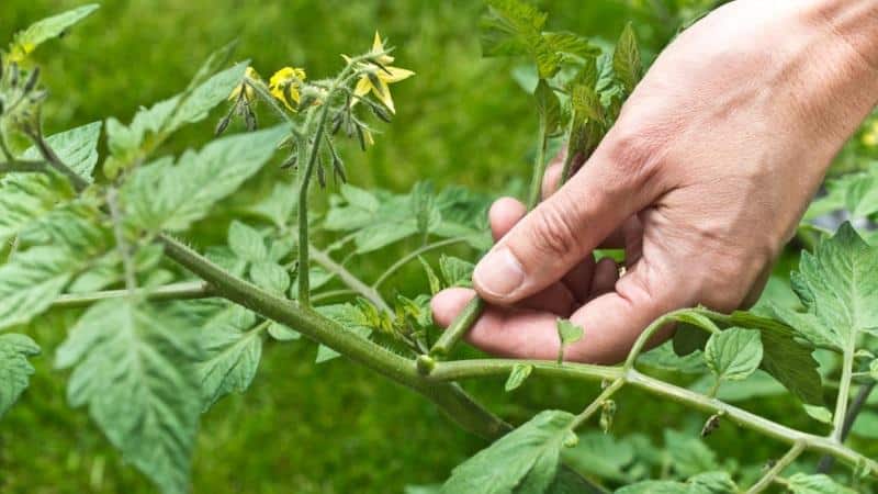 How to make tomatoes turn red faster