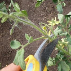 How to make tomatoes turn red faster