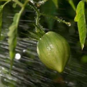 How to make tomatoes turn red faster