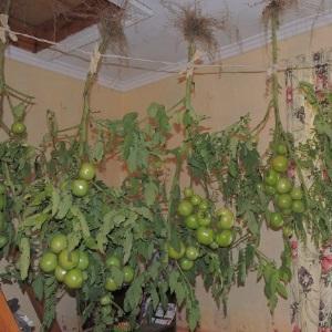 How to make tomatoes turn red faster