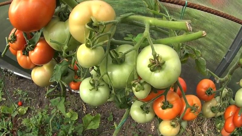 How to make tomatoes turn red faster