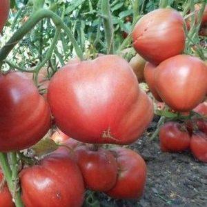 How to achieve maximum yield from an Eagle Beak tomato?
