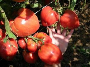 A delicious tomato with huge fruits - the Miracle of the Earth tomato