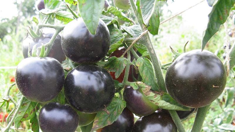 Indigo rose tomato growing technology for beginners and experienced farmers