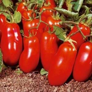 Assorted colors in the beds: yellow and red Rocket tomato varieties and a practical guide to growing it