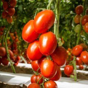 How to grow Empire tomato