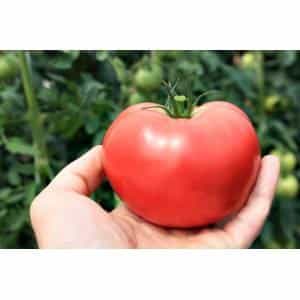 A promising newcomer among tomato varieties is the King of Kings tomato, which is rapidly gaining popularity.