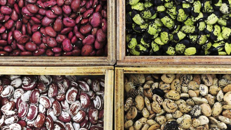 Top 26 best varieties of beans with photos and descriptions: what varieties they come in and how to choose the right one