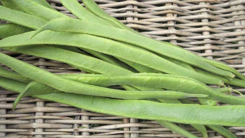 Top 26 best varieties of beans with photos and descriptions: what varieties they come in and how to choose the right one