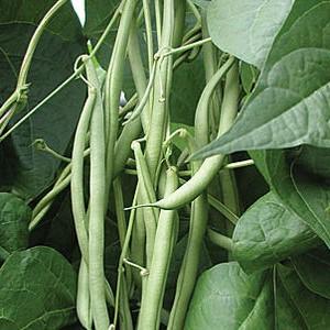 Top 26 best varieties of beans with photos and descriptions: what varieties they come in and how to choose the right one