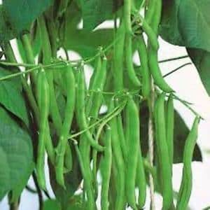Top 26 best varieties of beans with photos and descriptions: what varieties they come in and how to choose the right one