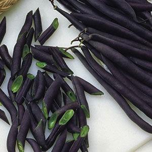 Top 26 best varieties of beans with photos and descriptions: what varieties they come in and how to choose the right one