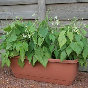 Top 26 best varieties of beans with photos and descriptions: what varieties they come in and how to choose the right one
