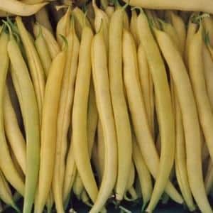 Top 26 best varieties of beans with photos and descriptions: what varieties they come in and how to choose the right one