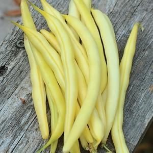 Top 26 best varieties of beans with photos and descriptions: what varieties they come in and how to choose the right one