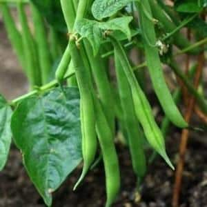 Top 26 best varieties of beans with photos and descriptions: what varieties they come in and how to choose the right one