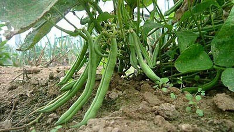 Top 26 best varieties of beans with photos and descriptions: what varieties they come in and how to choose the right one