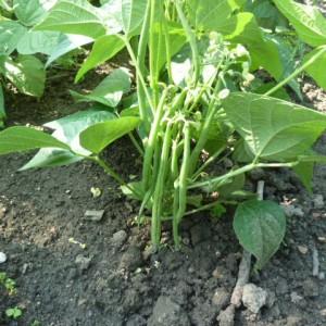 Top 26 best varieties of beans with photos and descriptions: what varieties they come in and how to choose the right one