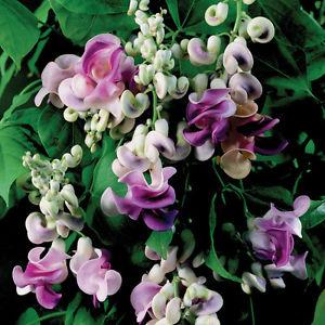 Top 26 best varieties of beans with photos and descriptions: what varieties they come in and how to choose the right one