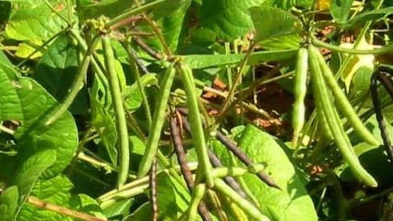 Top 26 best varieties of beans with photos and descriptions: what varieties they come in and how to choose the right one