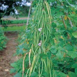 Top 26 best varieties of beans with photos and descriptions: what varieties they come in and how to choose the right one