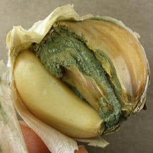 We treat garlic diseases ourselves and get rid of pests: effective methods and preventive measures