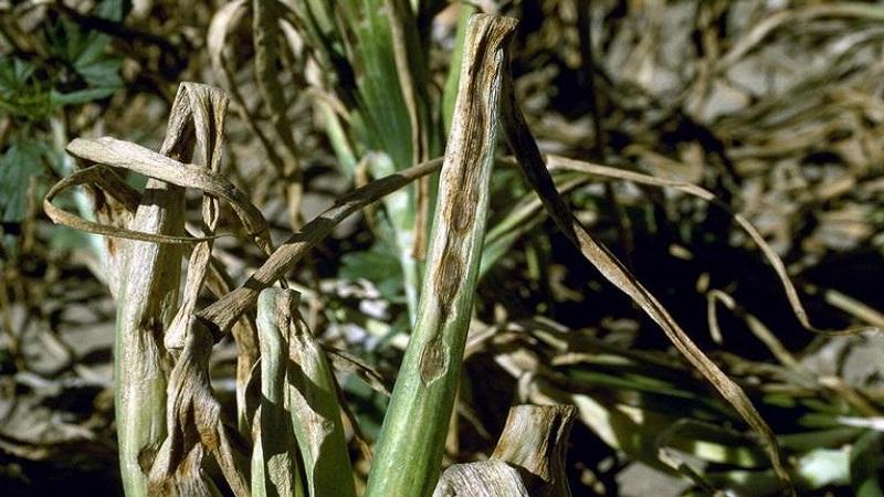We treat garlic diseases ourselves and get rid of pests: effective methods and preventive measures