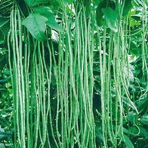 Top 26 best varieties of beans with photos and descriptions: what varieties they come in and how to choose the right one