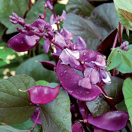Top 26 best varieties of beans with photos and descriptions: what varieties they come in and how to choose the right one