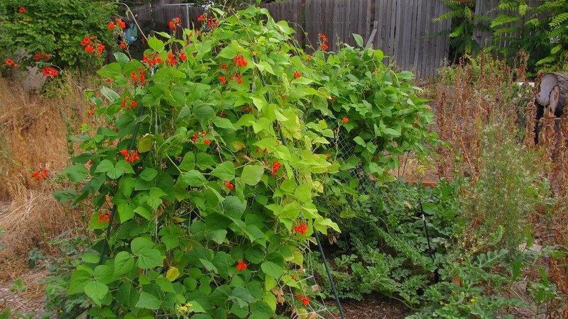 Top 26 best varieties of beans with photos and descriptions: what varieties they come in and how to choose the right one
