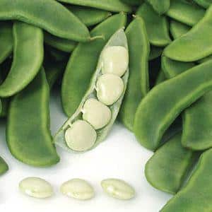 Top 26 best varieties of beans with photos and descriptions: what varieties they come in and how to choose the right one