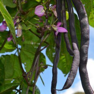 Top 26 best varieties of beans with photos and descriptions: what varieties they come in and how to choose the right one