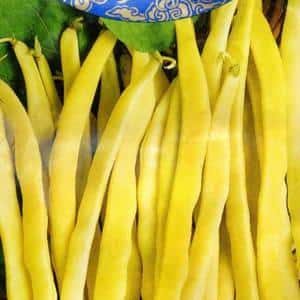 Top 26 best varieties of beans with photos and descriptions: what varieties they come in and how to choose the right one