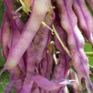 Top 26 best varieties of beans with photos and descriptions: what varieties they come in and how to choose the right one