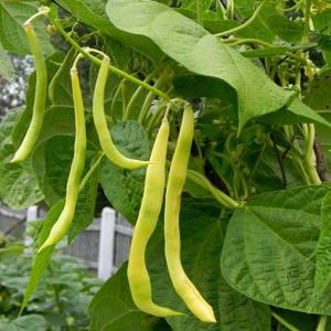 Top 26 best varieties of beans with photos and descriptions: what varieties they come in and how to choose the right one