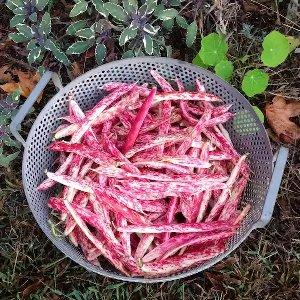 Top 26 best varieties of beans with photos and descriptions: what varieties they come in and how to choose the right one