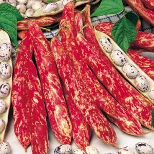 Top 26 best varieties of beans with photos and descriptions: what varieties they come in and how to choose the right one