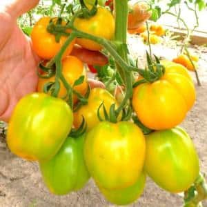 Juicy, sweet Honey Spas tomato with rich taste and bright color - a sunny decoration for your garden bed