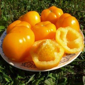 Juicy, sweet Honey Spas tomato with rich taste and bright color - a sunny decoration for your garden bed
