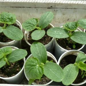 Juicy, sweet Honey Spas tomato with rich taste and bright color - a sunny decoration for your garden bed