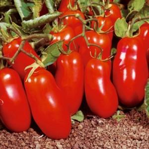 A gift for beginning gardeners - the Shuttle tomato is unpretentious in care and rich in harvest
