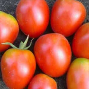 Hybrid tomato Rhapsody - we grow it on our own plot without hassle