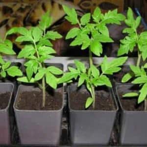 Hybrid tomato Rhapsody - we grow it on our own plot without hassle