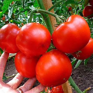 Hybrid tomato Rhapsody - we grow it on our own plot without hassle