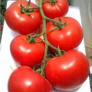 Hybrid tomato Rhapsody - we grow it on our own plot without hassle