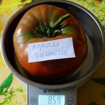 The most delicious tomato for lovers of large fruits: the King of Giants tomato - how to grow it yourself and where to use it