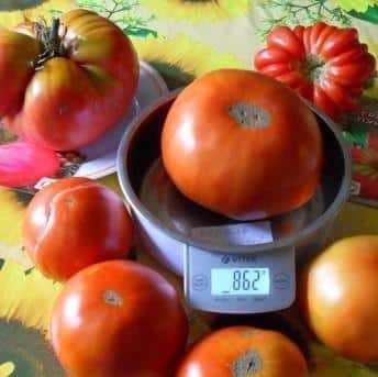 The most delicious tomato for lovers of large fruits: the King of Giants tomato - how to grow it yourself and where to use it