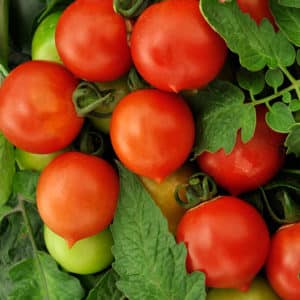 Why do you love Peach tomatoes?