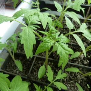 Rich harvest even in cold regions: Snow Tale tomato
