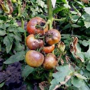 Rich harvest even in cold regions: Snow Tale tomato
